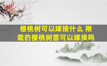 樱桃树可以嫁接什么 刚栽的樱桃树苗可以嫁接吗